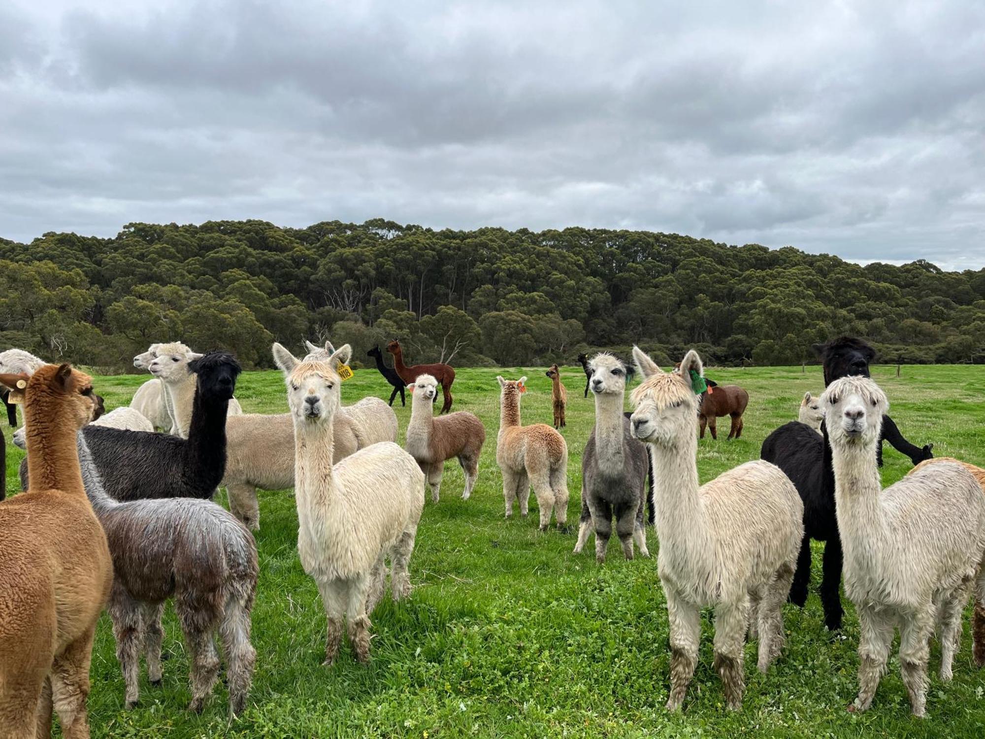 Twelve Apostles Motel & Country Retreat Princetown Esterno foto