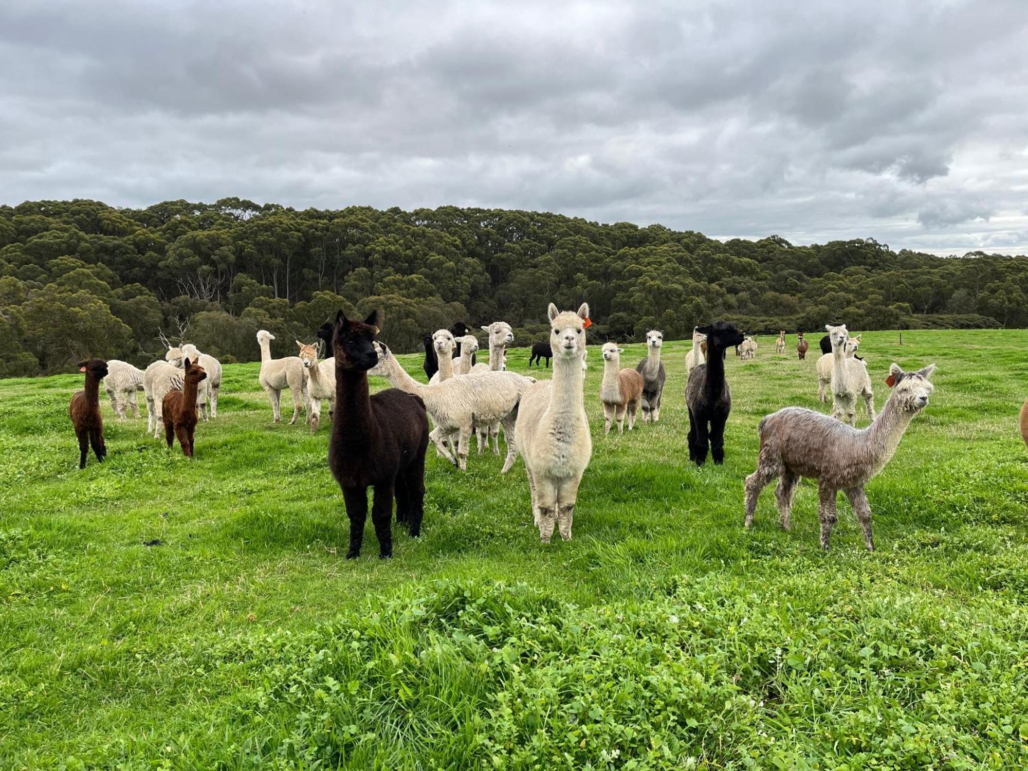 Twelve Apostles Motel & Country Retreat Princetown Esterno foto